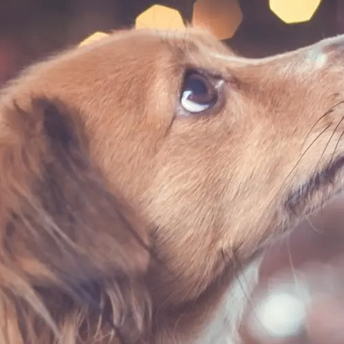 Ira Wilmot(t) (dddddb.lens) Lens social identity (.lens handle) PFP