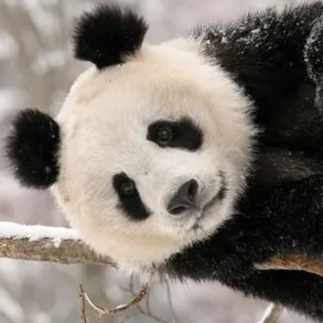 Alvin Gunther (ooooss.lens) Lens social identity (.lens handle) PFP