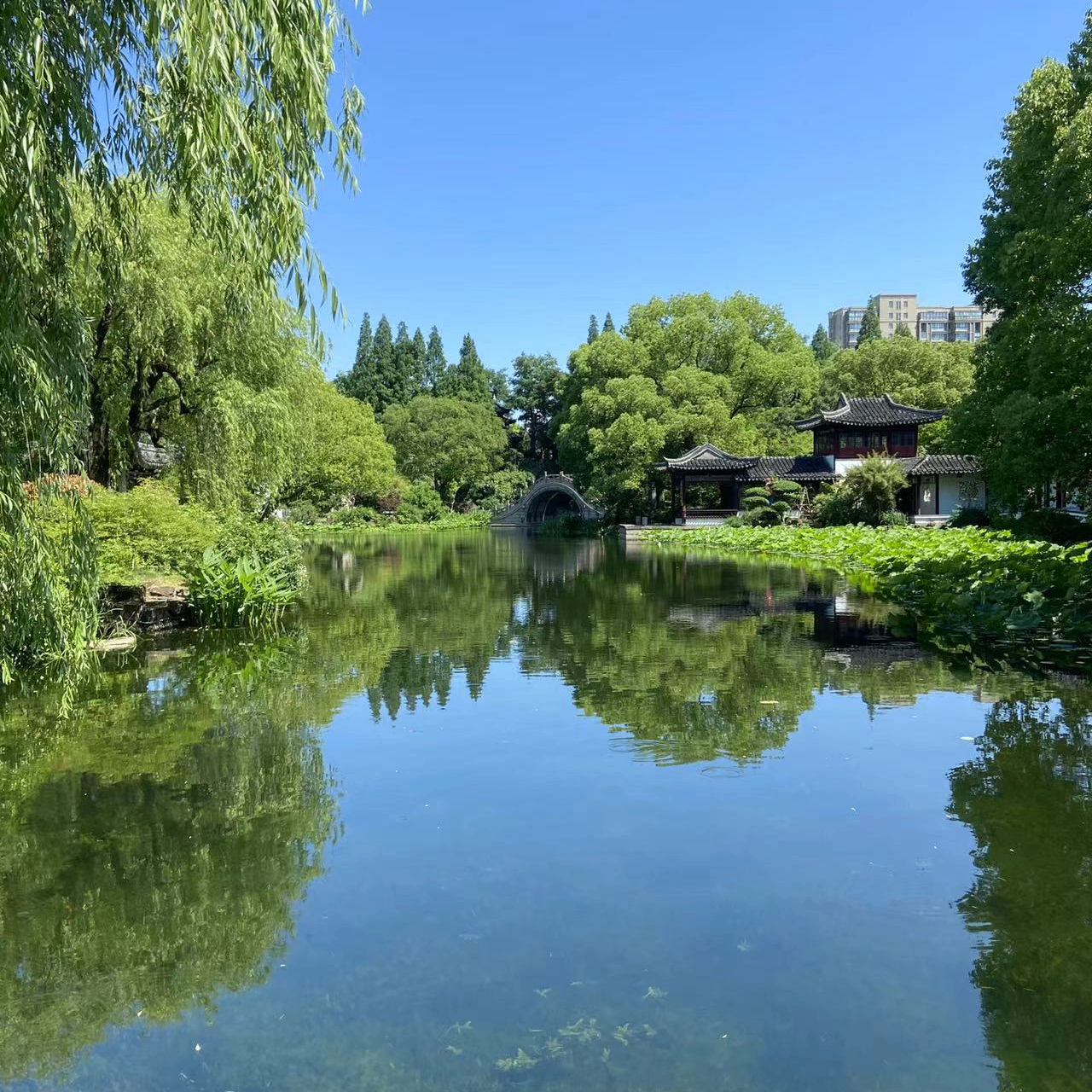 00888 (0x00888.lens) Lens social identity (.lens handle) PFP