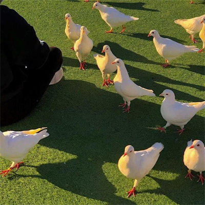 chef (zhangjin.lens) Lens social identity (.lens handle) PFP