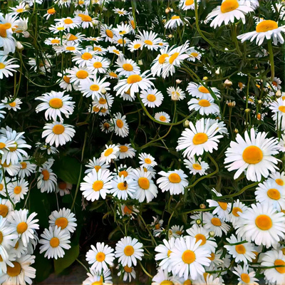 Kima (kamik.lens) Lens social identity (.lens handle) PFP