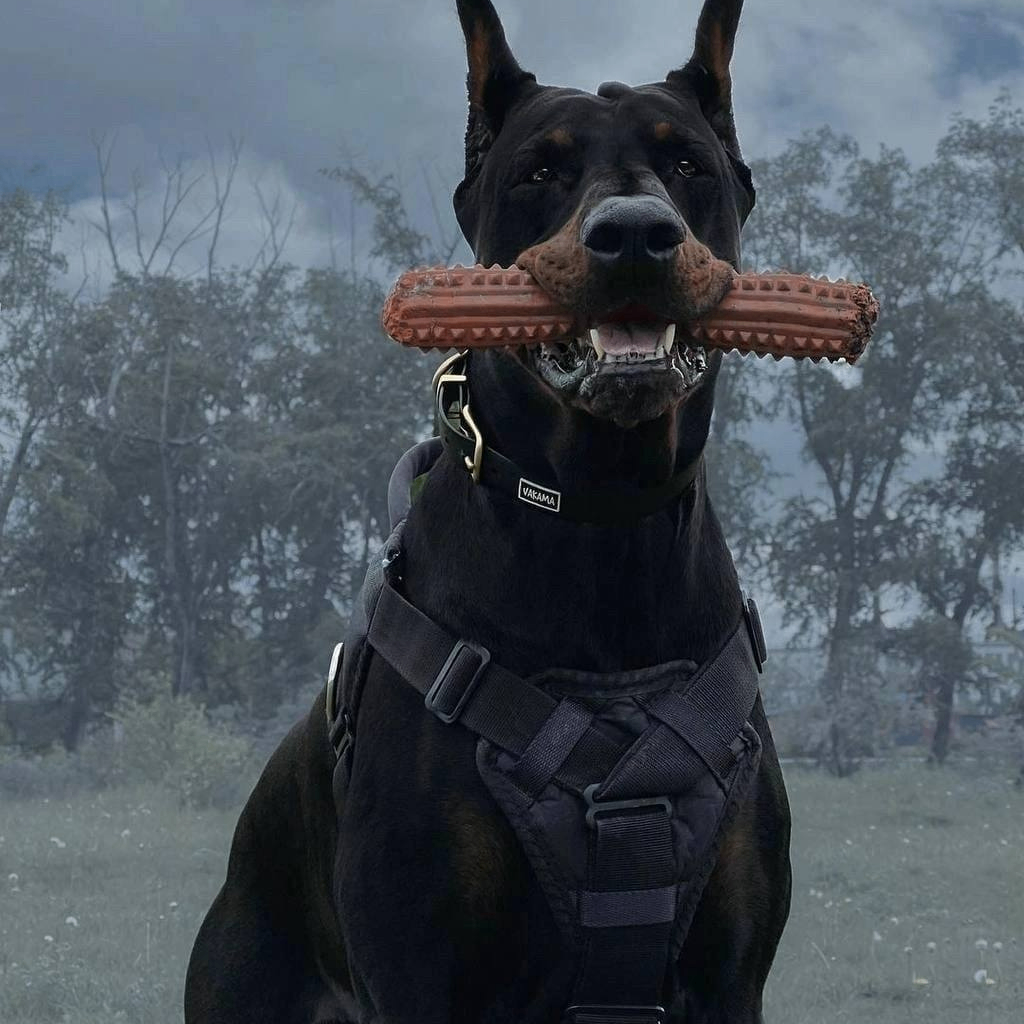 Vacok (vacok.lens) Lens social identity (.lens handle) PFP