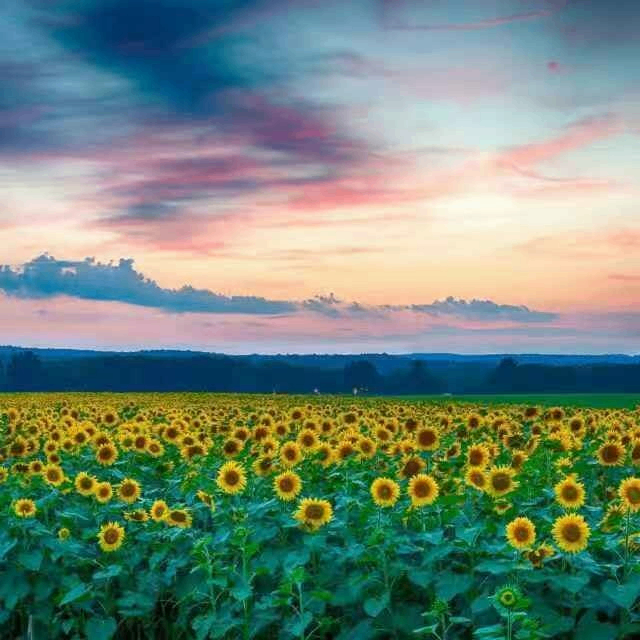 张启山 (mine93.lens) Lens social identity (.lens handle) PFP