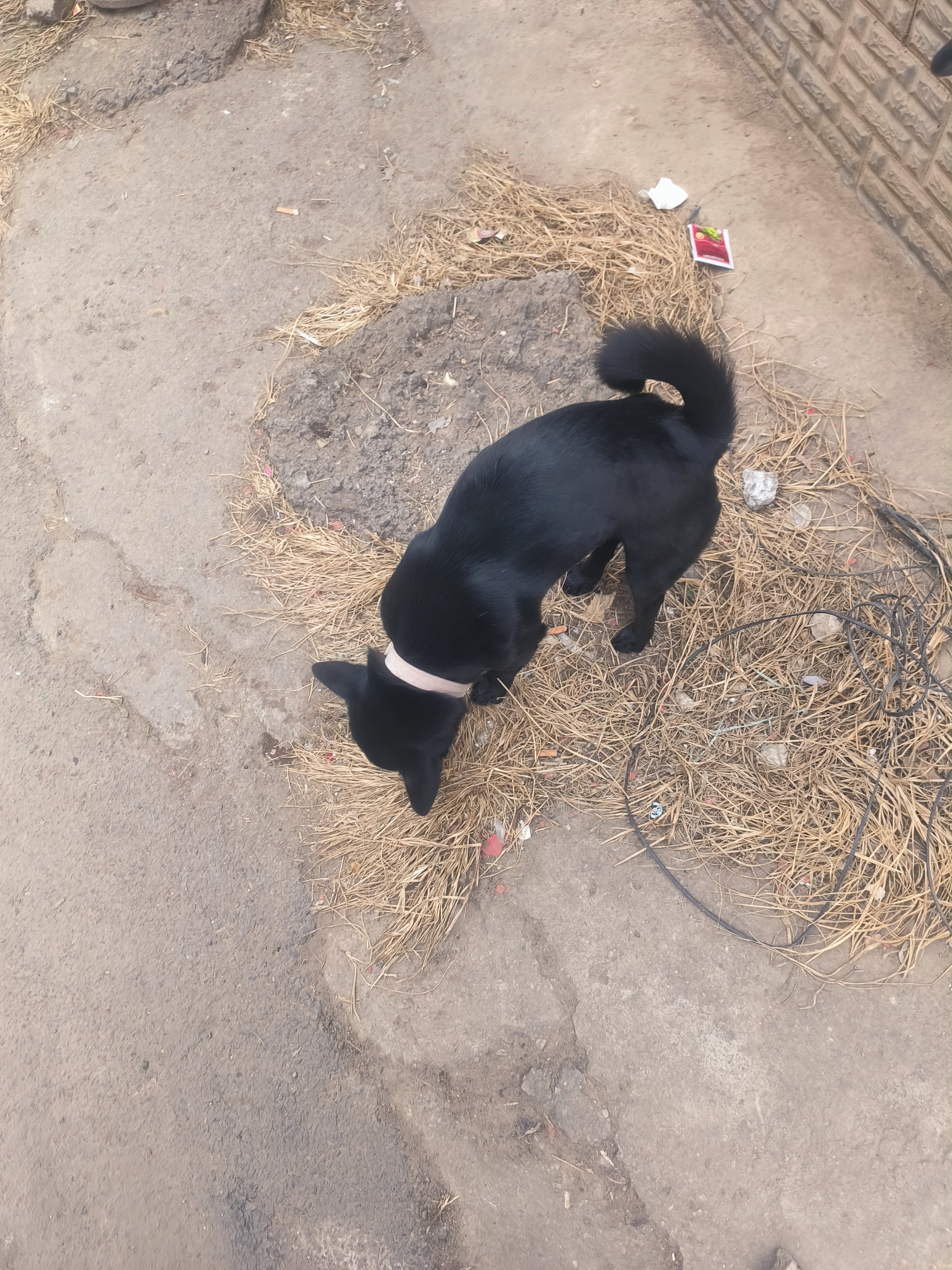 Kojimas (kojimas.lens) Lens social identity (.lens handle) PFP