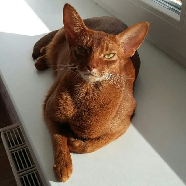 Mykola (fartpuk.lens) Lens social identity (.lens handle) PFP