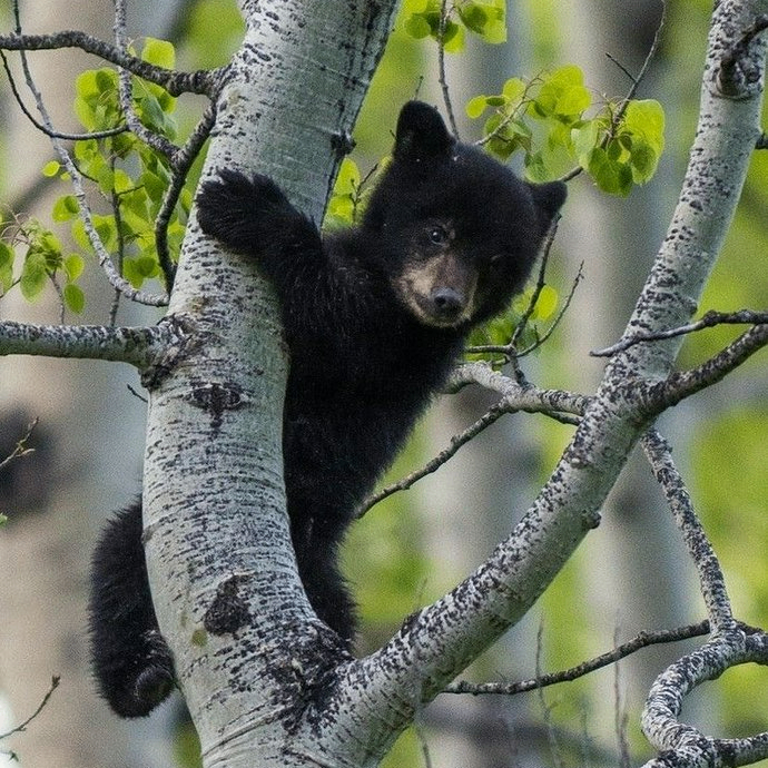 jsosu6 (jsosu6.lens) Lens social identity (.lens handle) PFP