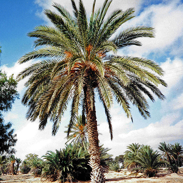 Michael (klaister.lens) Lens social identity (.lens handle) PFP