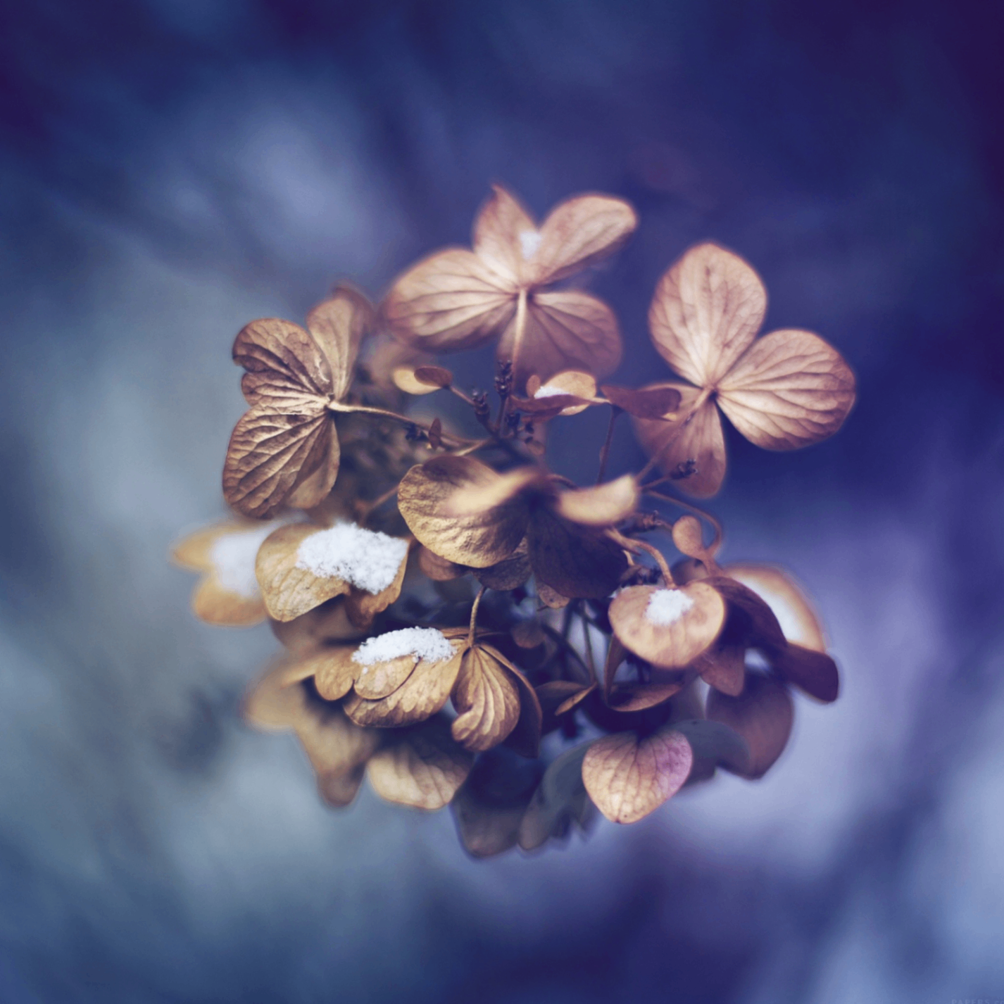 Shahriar Hossain Emon (safest.lens) Lens social identity (.lens handle) PFP