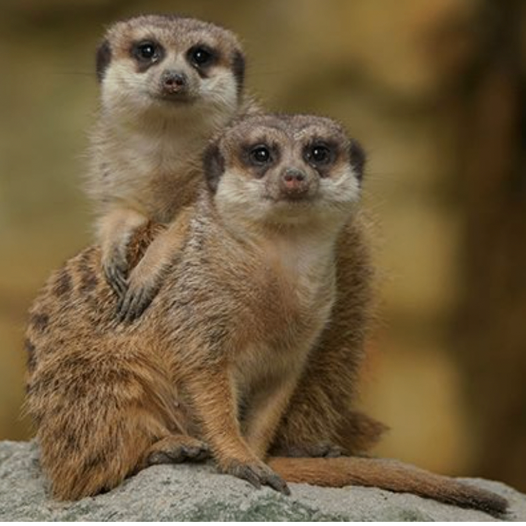 fcgxfcvb (nxxxxx.lens) Lens social identity (.lens handle) PFP