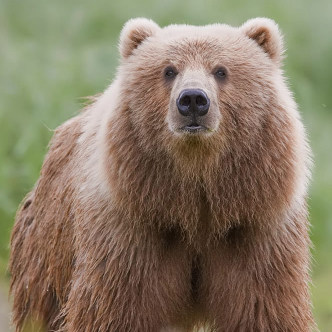 vijay (bhartiairtel.lens) Lens social identity (.lens handle) PFP