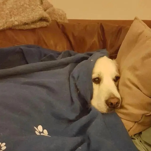 Thomas (riyett.lens) Lens social identity (.lens handle) PFP