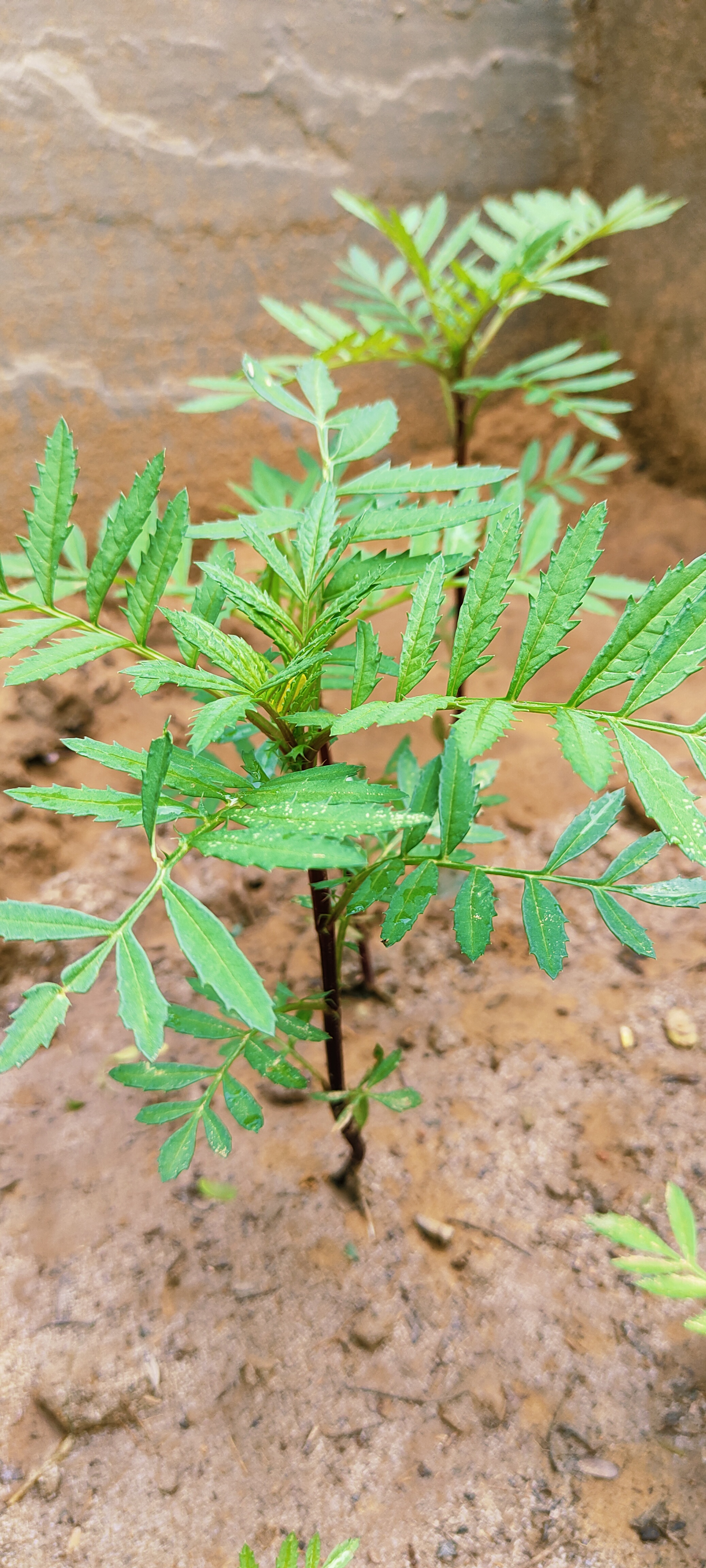 PolygonIsGreen (polygonisgreen.lens) Lens social identity (.lens handle) PFP