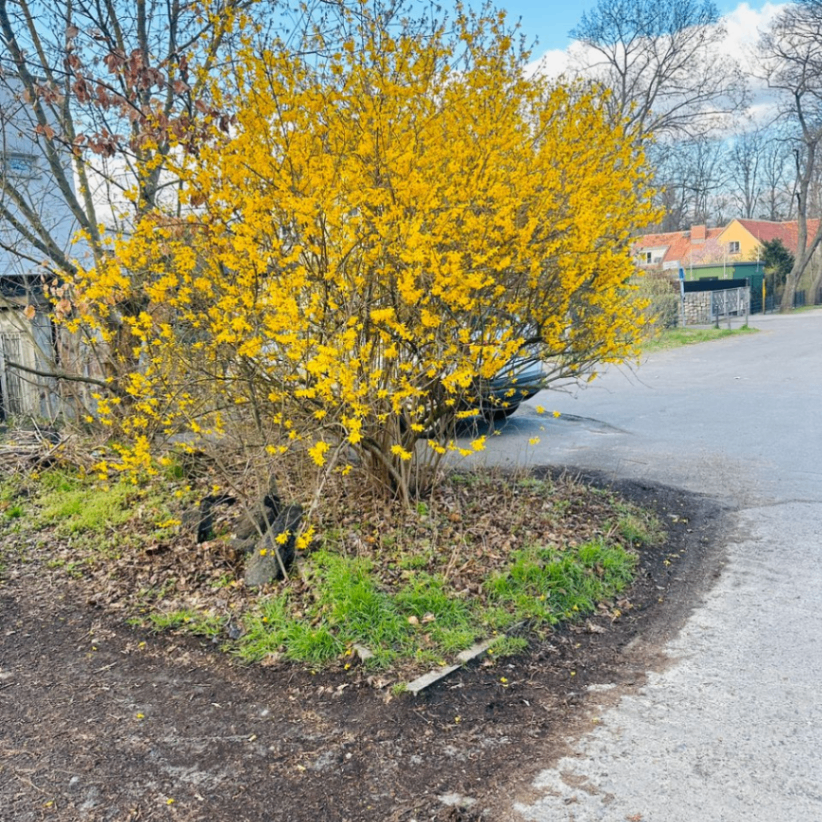 kammybeauty (kammybeauty.lens) Lens social identity (.lens handle) PFP