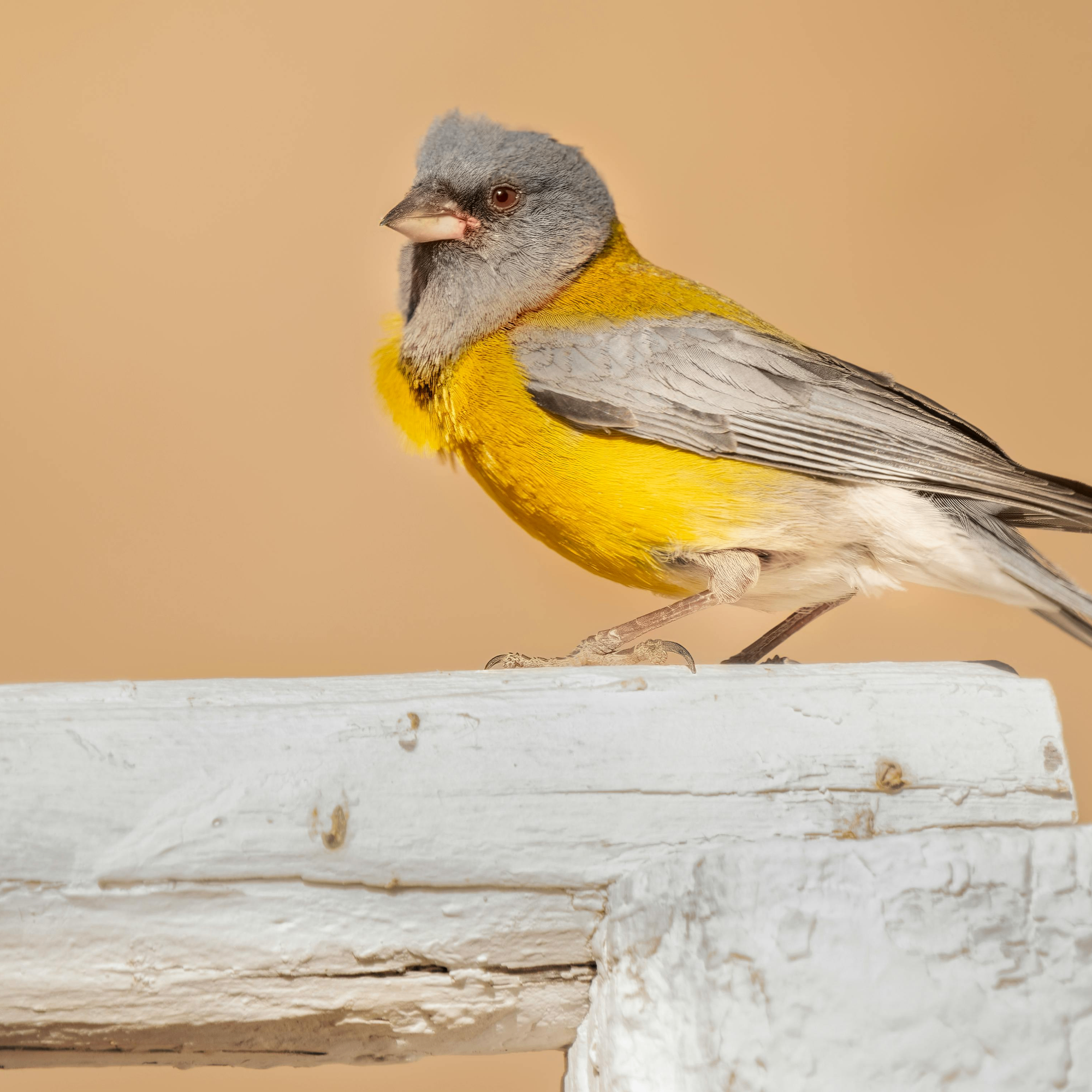 ramisha (rashima.lens) Lens social identity (.lens handle) PFP