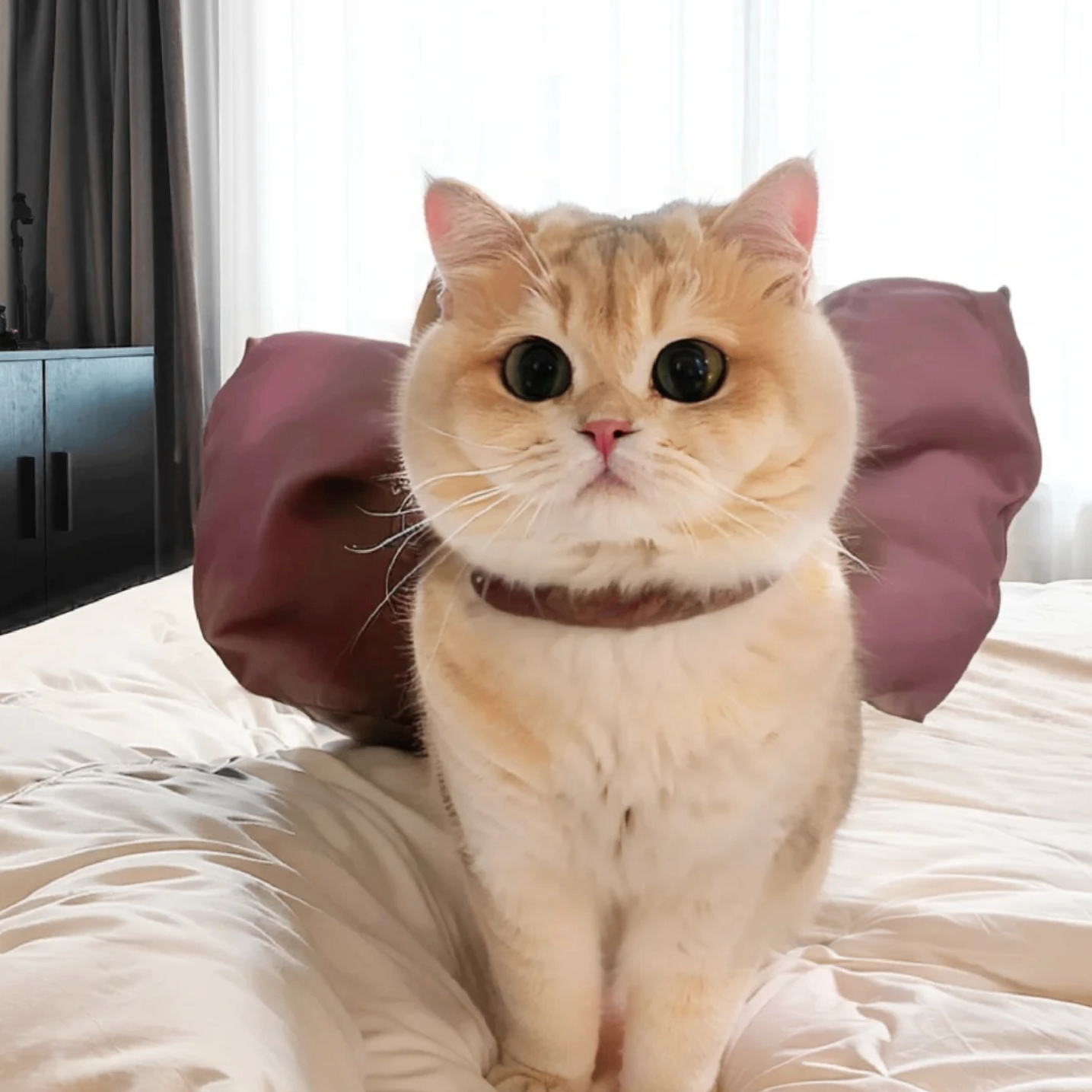 c_at (alexat.lens) Lens social identity (.lens handle) PFP