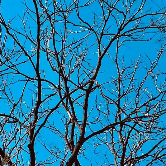 tree (treess.lens) Lens social identity (.lens handle) PFP