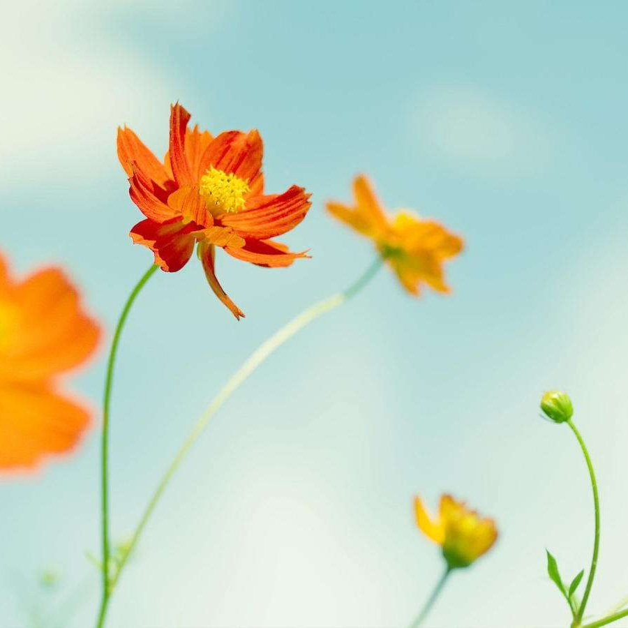 hb (zyxon.lens) Lens social identity (.lens handle) PFP