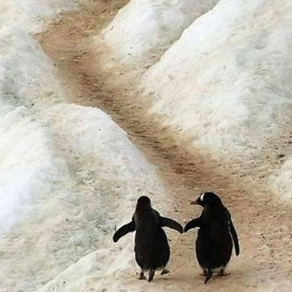 billy (keops1.lens) Lens social identity (.lens handle) PFP