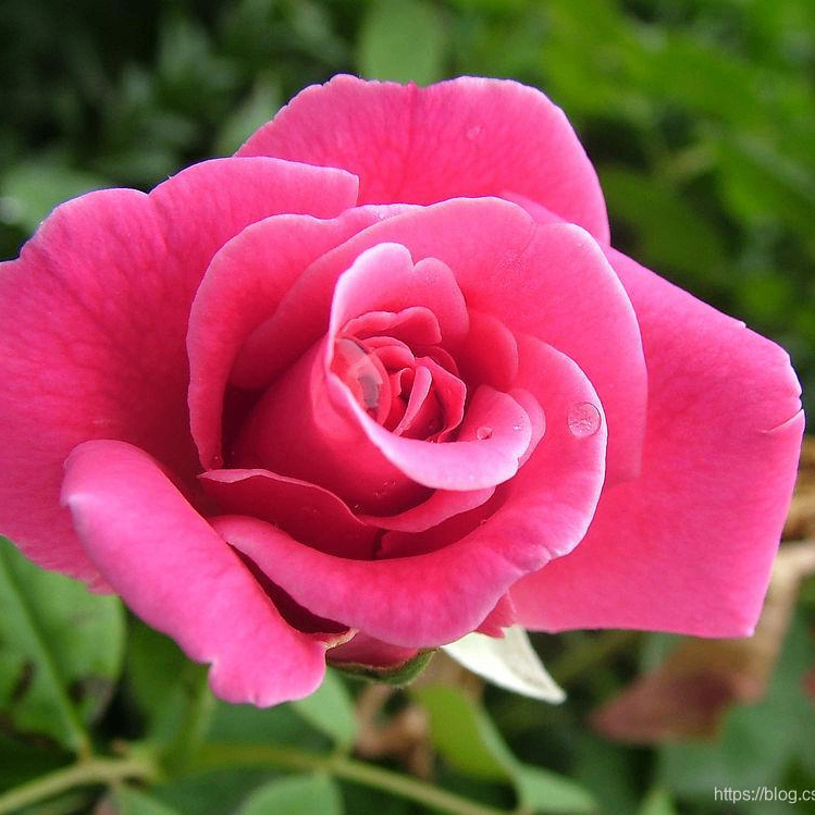 flow (987779.lens) Lens social identity (.lens handle) PFP