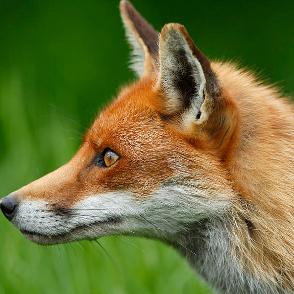 Keno (queneau.lens) Lens social identity (.lens handle) PFP