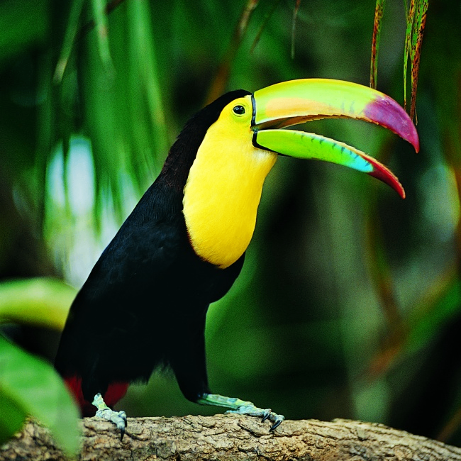 Nick Duncan (wwwss.lens) Lens social identity (.lens handle) PFP