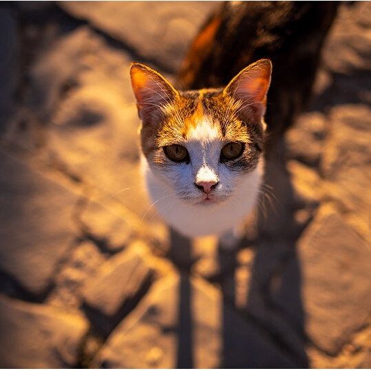 Daven (daven.lens) Lens social identity (.lens handle) PFP