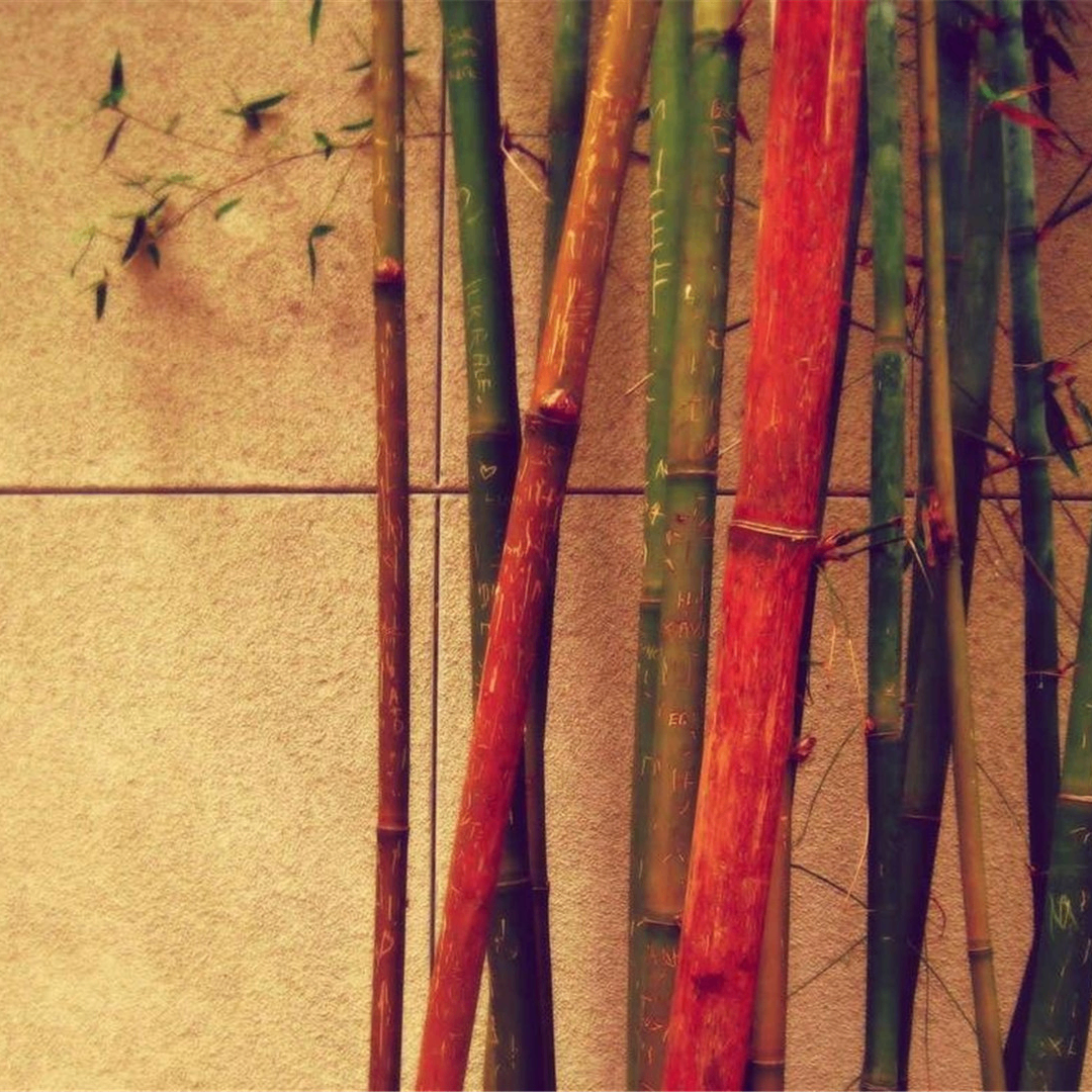 yhujh (nexodexteran.lens) Lens social identity (.lens handle) PFP