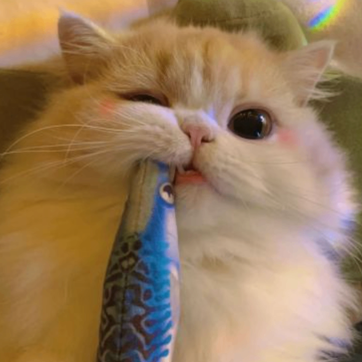 jnkjkjk (fccccc.lens) Lens social identity (.lens handle) PFP