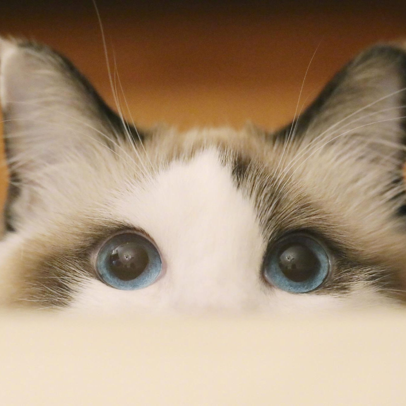 Ken Sander (fffffi.lens) Lens social identity (.lens handle) PFP