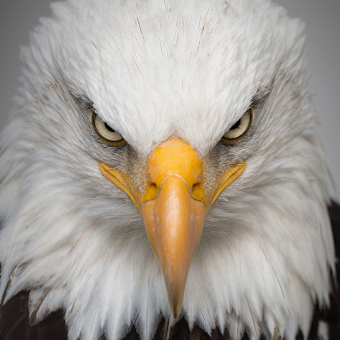 mehdi (mehdix.lens) Lens social identity (.lens handle) PFP