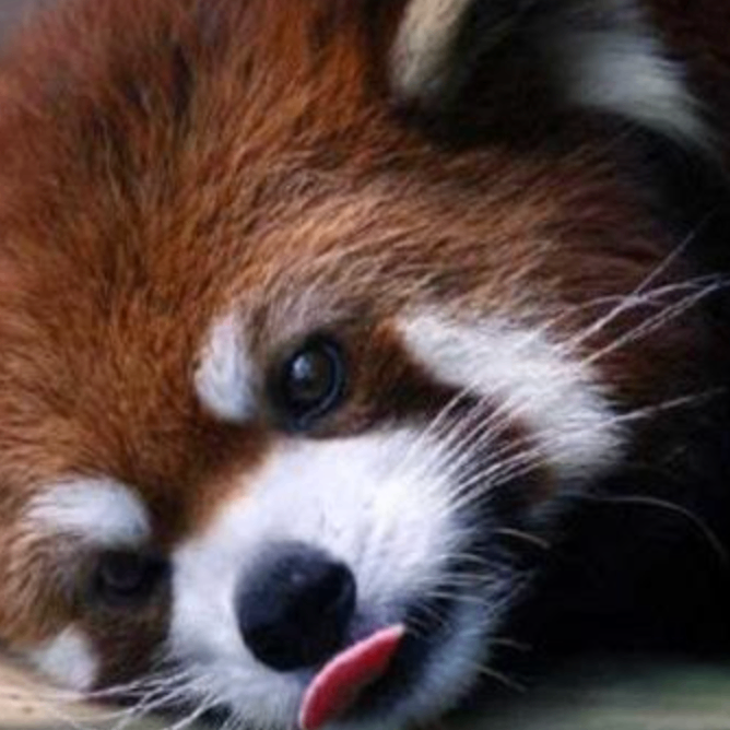 vfnlkSFv (jjujj.lens) Lens social identity (.lens handle) PFP