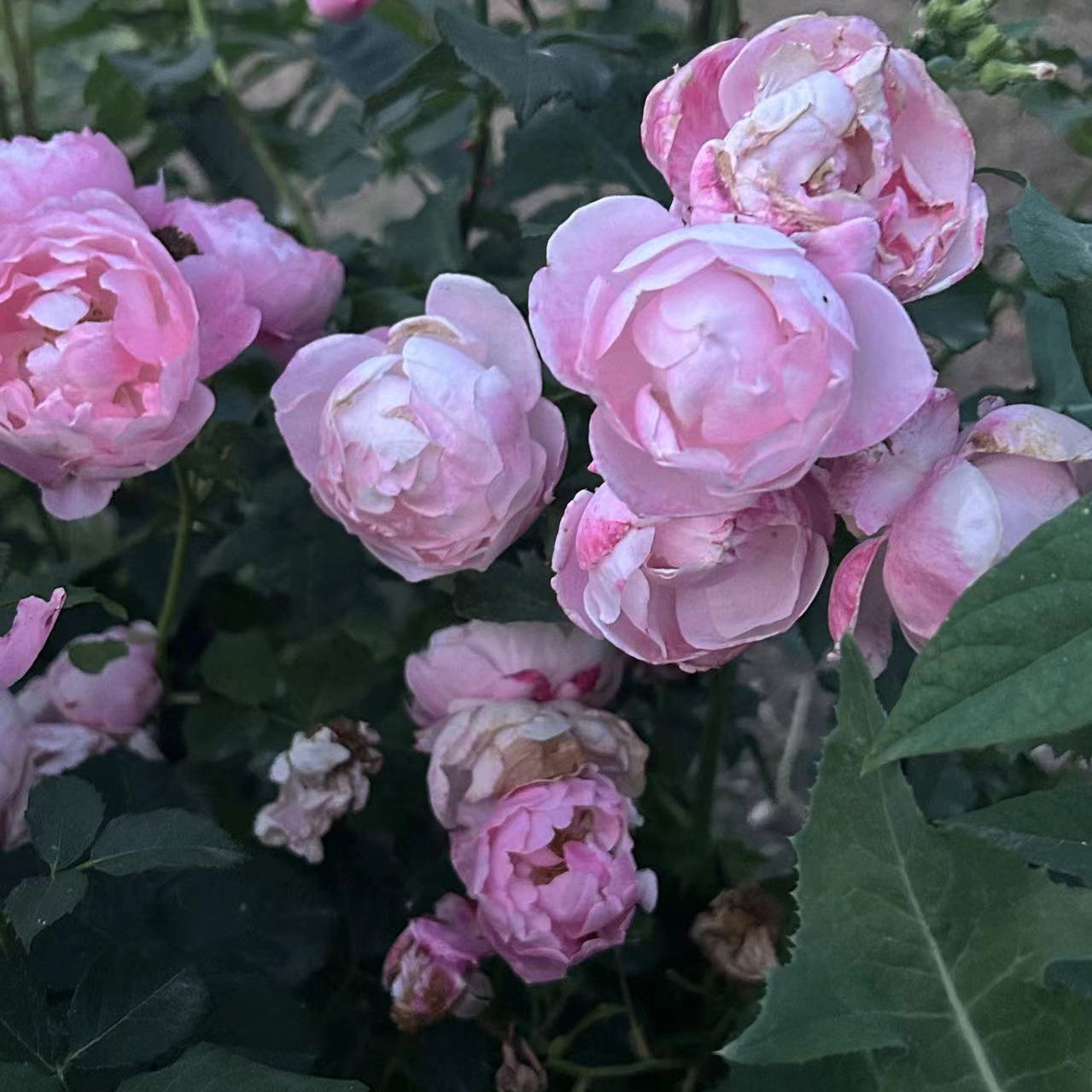 soso (qianq.lens) Lens social identity (.lens handle) PFP