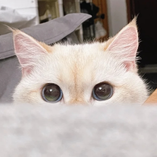 moka (mohlercraig728.lens) Lens social identity (.lens handle) PFP