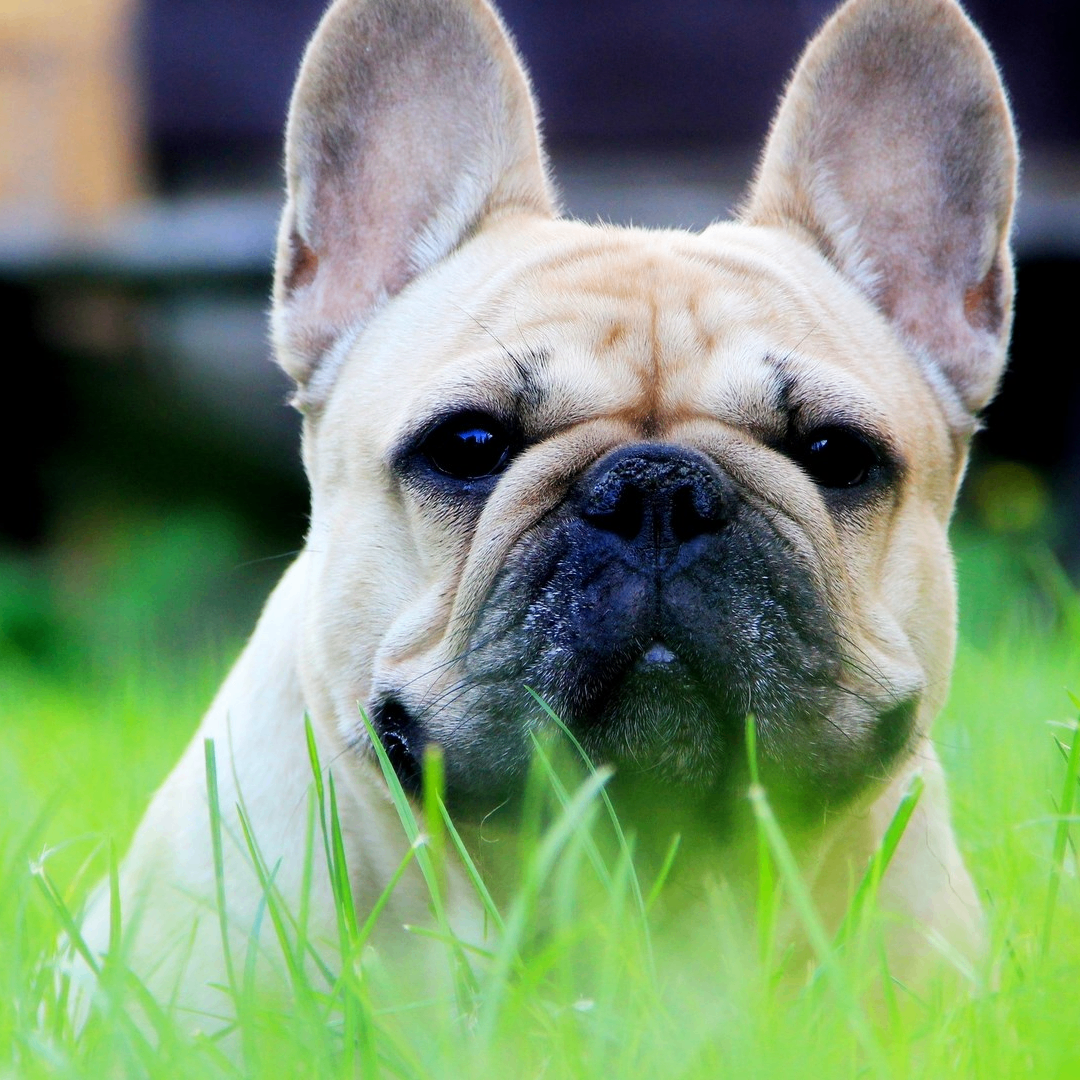 draem (draem.lens) Lens social identity (.lens handle) PFP