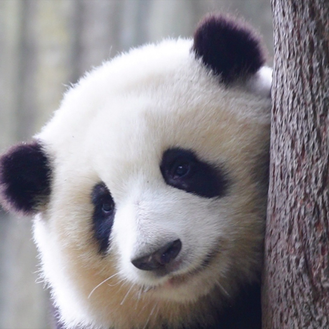 soulpanda (ziyan.lens) Lens social identity (.lens handle) PFP