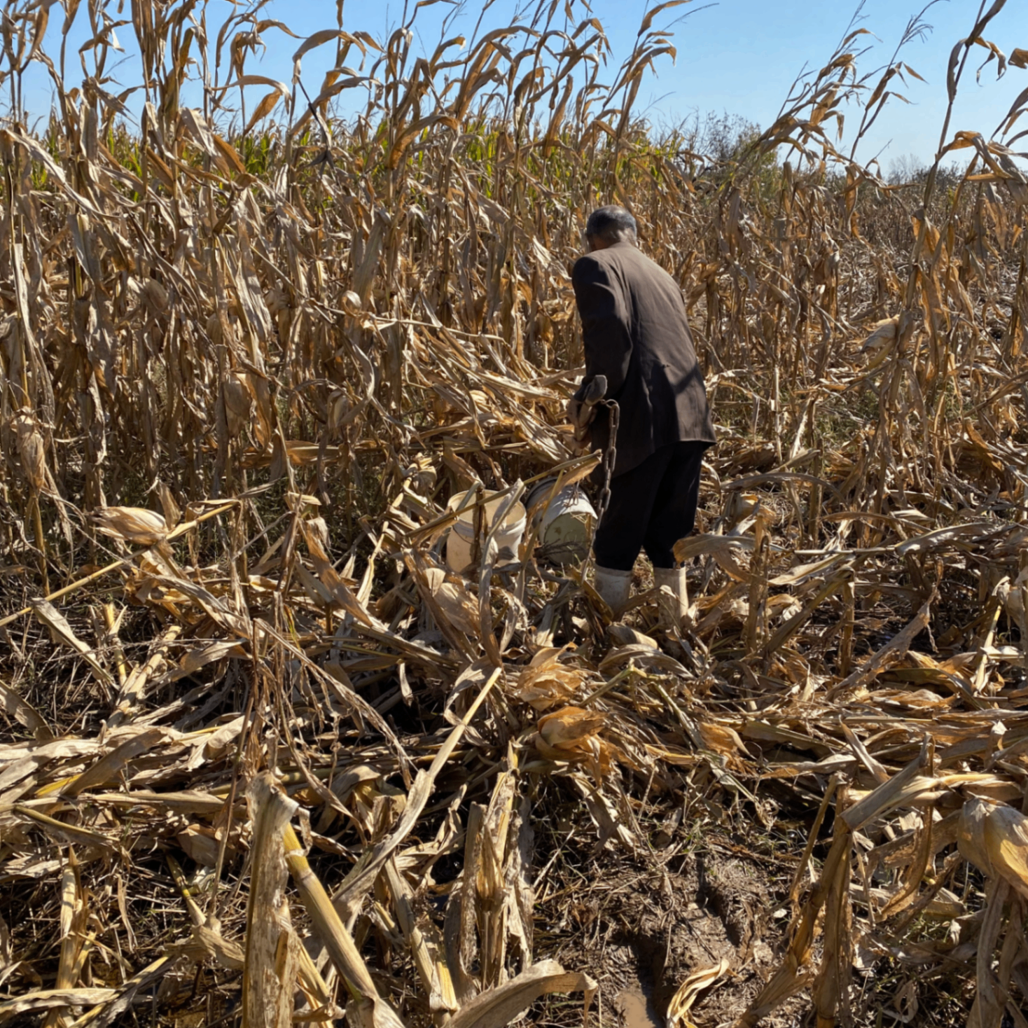 as (xzaawu.lens) Lens social identity (.lens handle) PFP