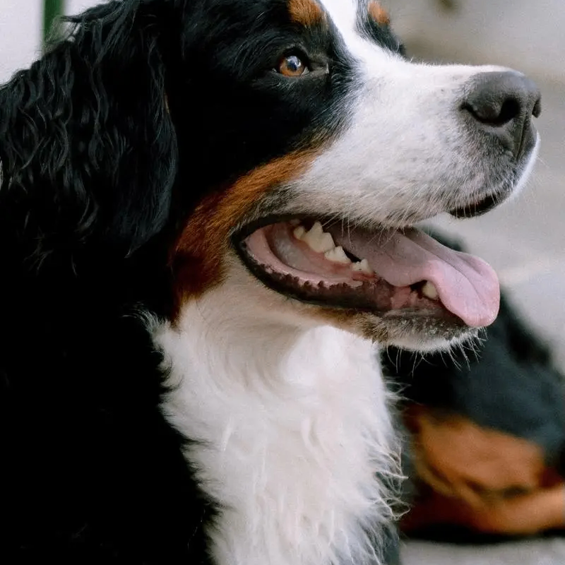 Douglas Petty (dddddi.lens) Lens social identity (.lens handle) PFP