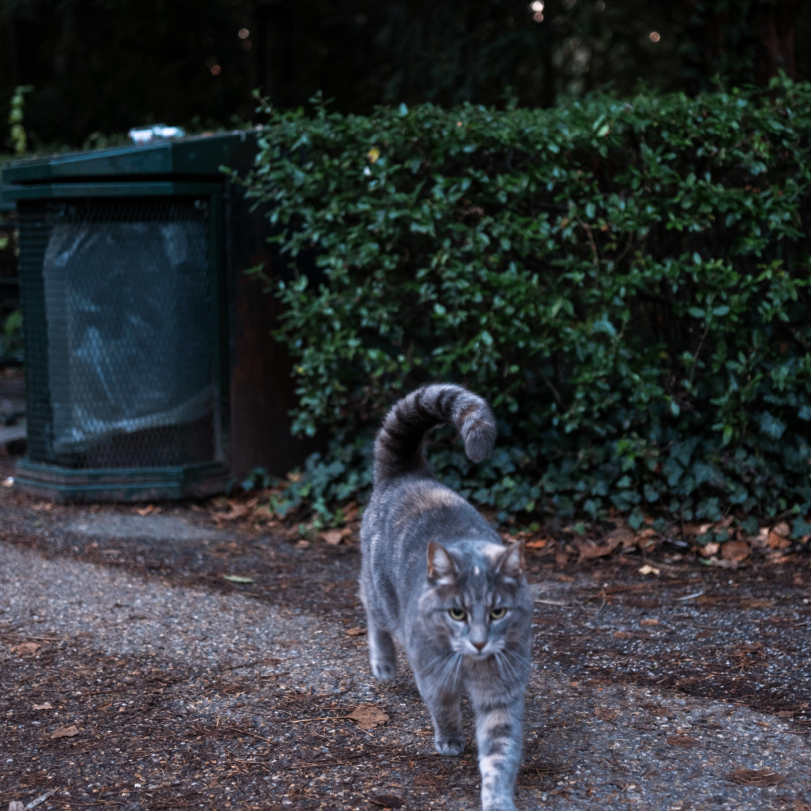 Ongun (gulon.lens) Lens social identity (.lens handle) PFP