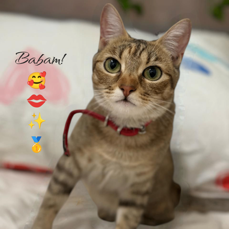 ABUBAKAR ADAM AHMAD (levelcoordinator.lens) Lens social identity (.lens handle) PFP