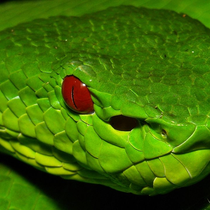 Calvin Clun (muscatthecat.lens) Lens social identity (.lens handle) PFP