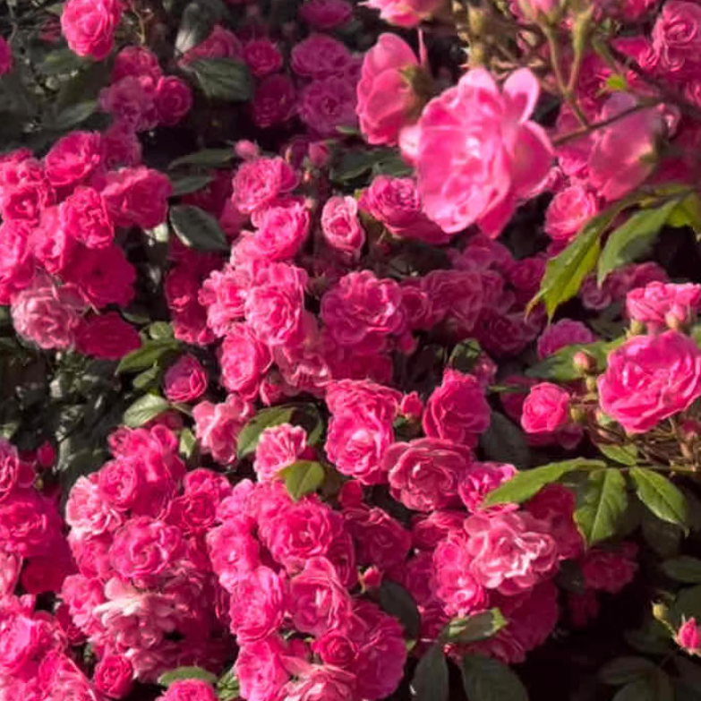 Benso (oxbenso.lens) Lens social identity (.lens handle) PFP