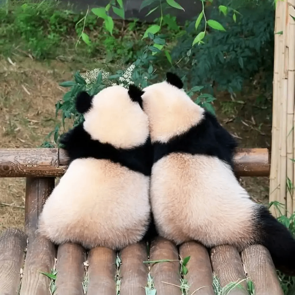 wtruioooo (piduoduo.lens) Lens social identity (.lens handle) PFP