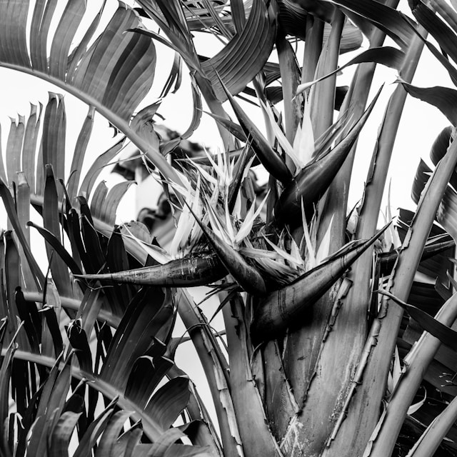 Sean (courae.lens) Lens social identity (.lens handle) PFP